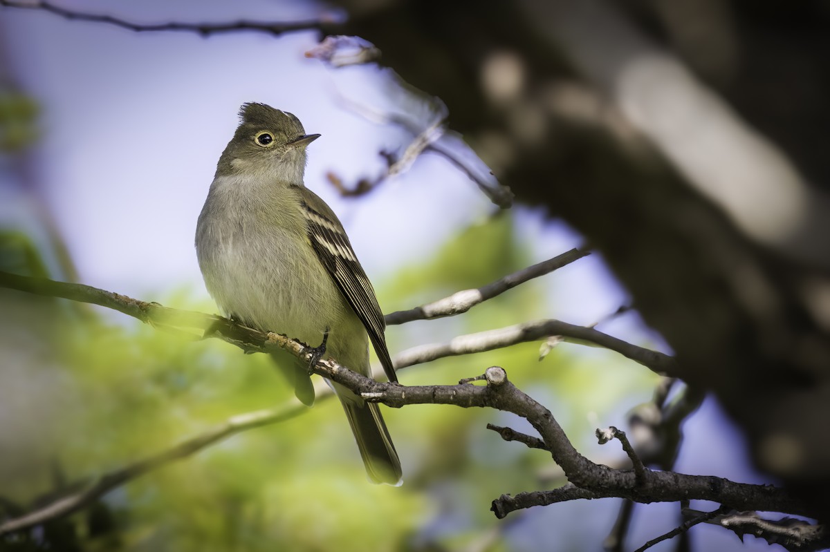 White-crested Elaenia - ML646830164