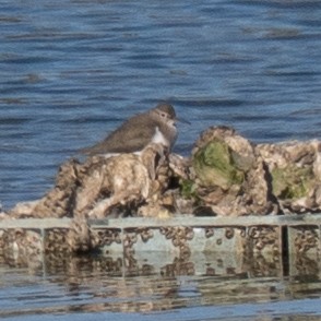 Kuliska txikia - ML646830165