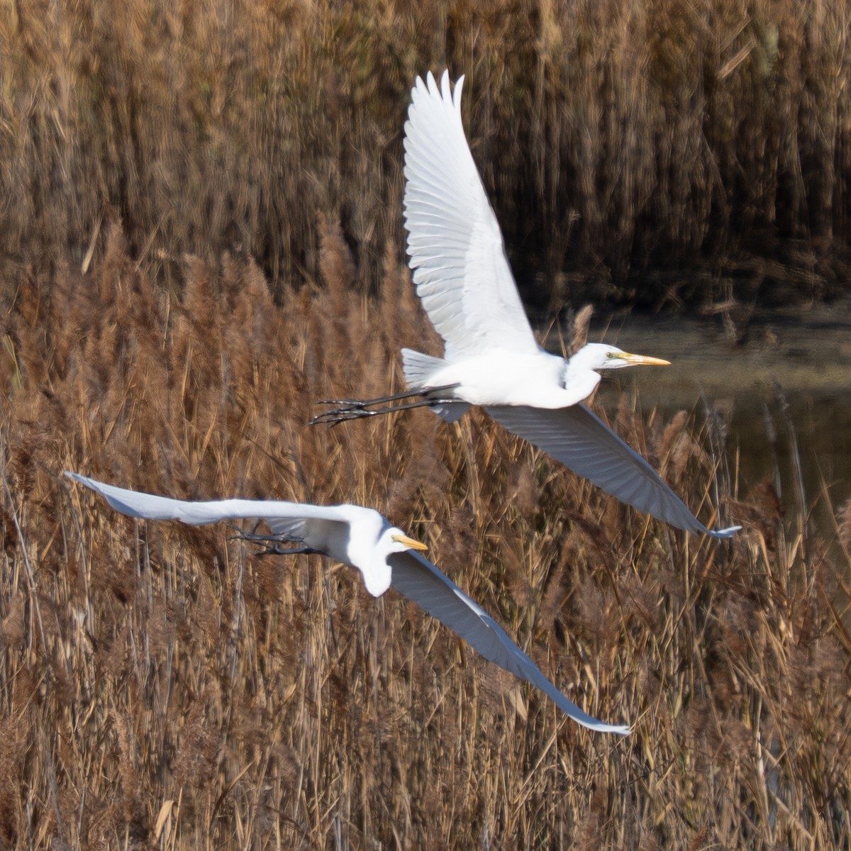 Koartza zuria - ML646830167