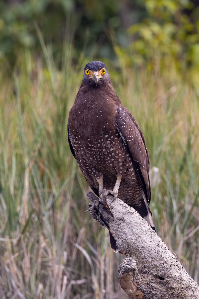 Crested Serpent-Eagle - ML646830168