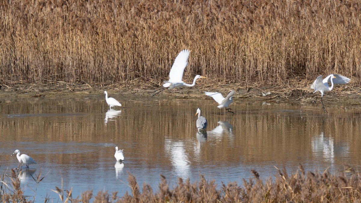 Koartzatxo txikia - ML646830169