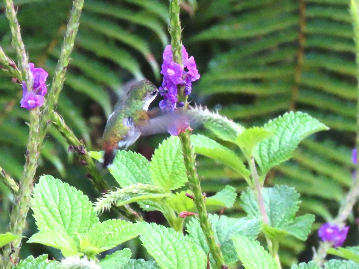 Snowcap - ML646830170