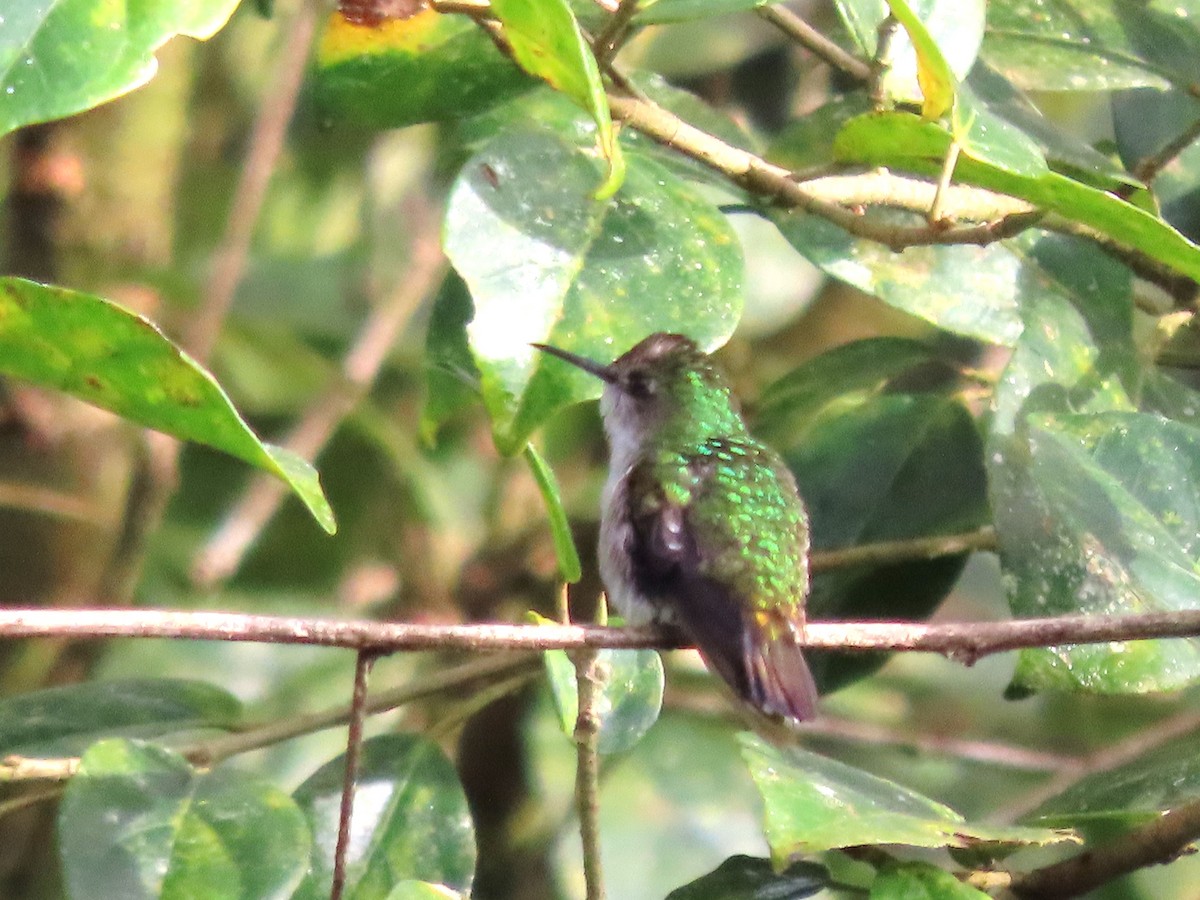 Snowcap - ML646830171