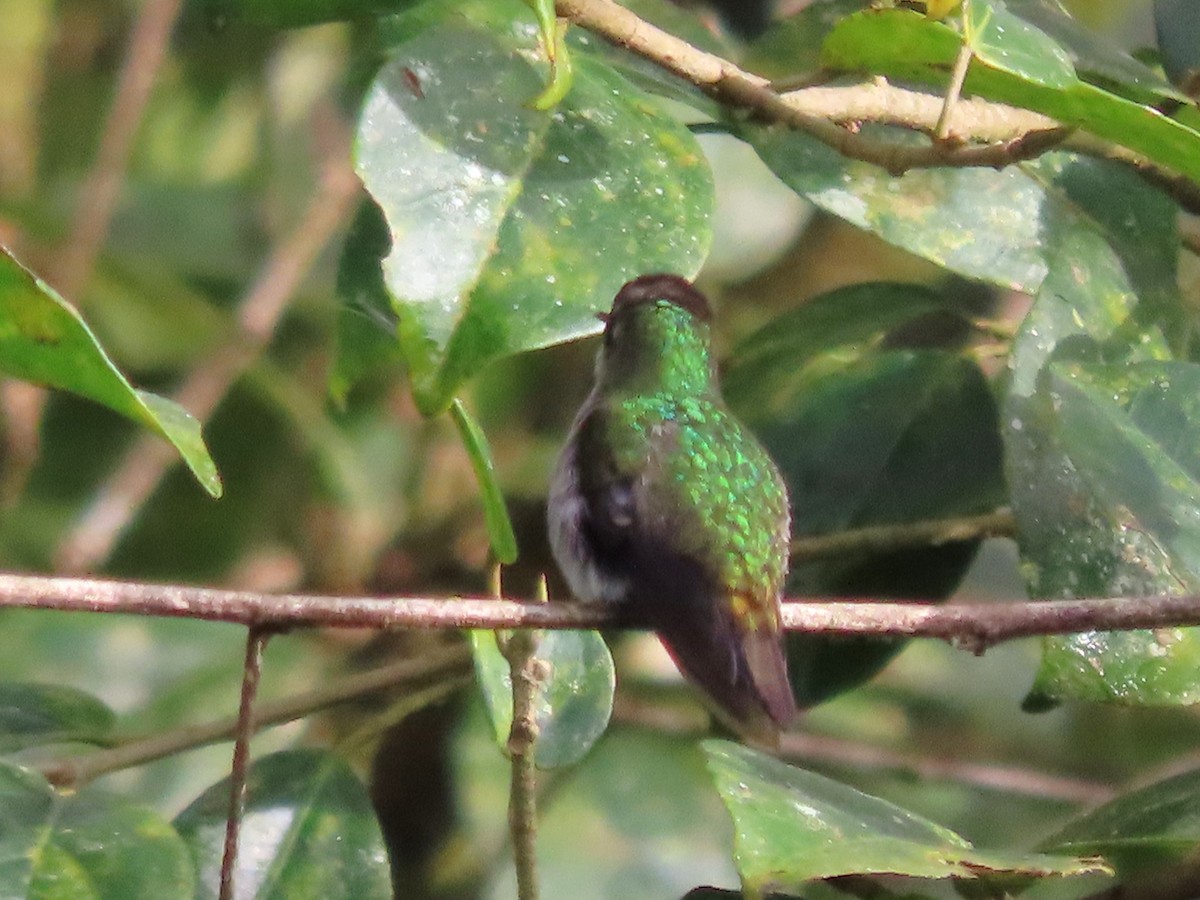 Snowcap - ML646830172