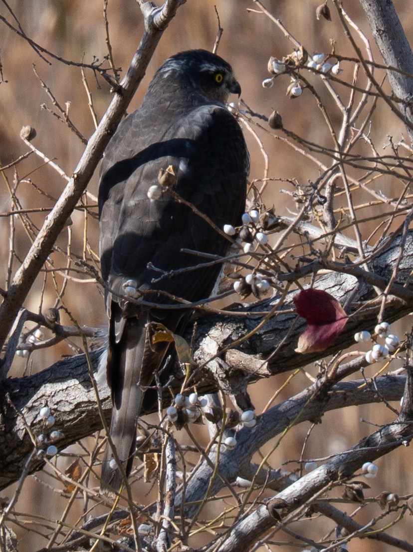 Gabirai arrunta - ML646830173