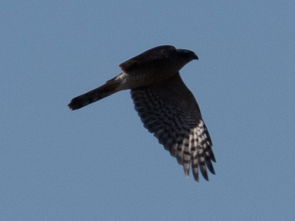 Gabirai arrunta - ML646830174