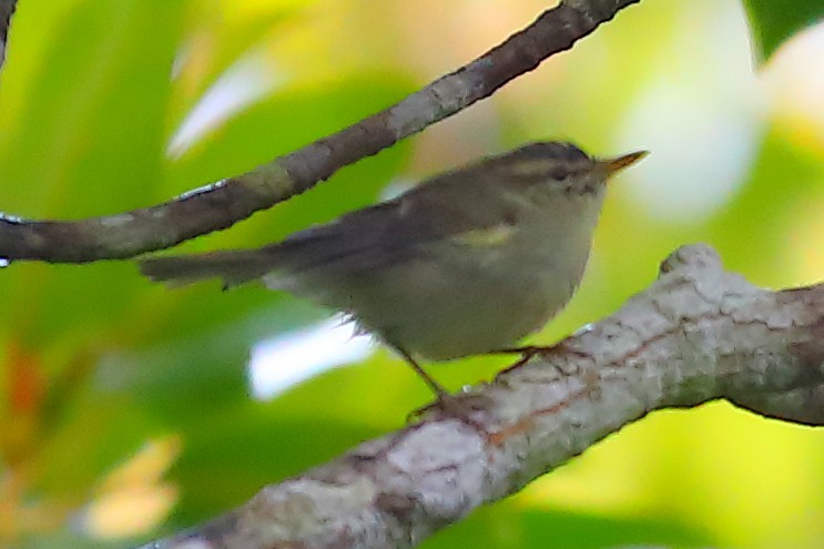 Greenish Warbler - ML646830175
