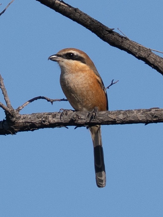 Bull-headed Shrike - ML646830177