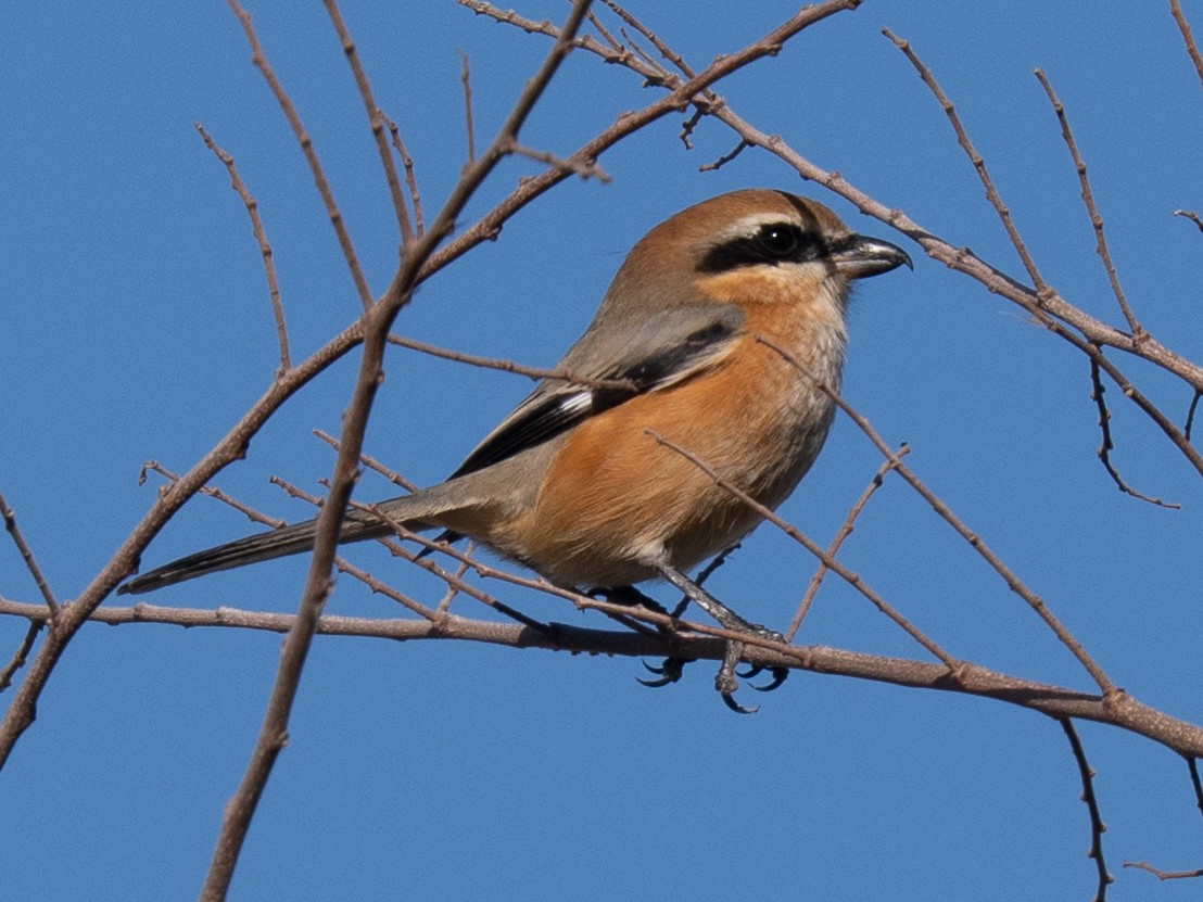 Bull-headed Shrike - ML646830178