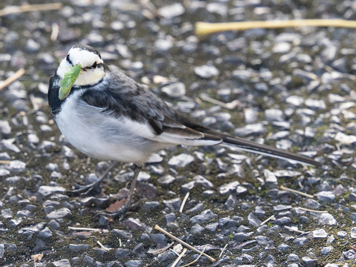 Buztanikara zuria - ML646830180