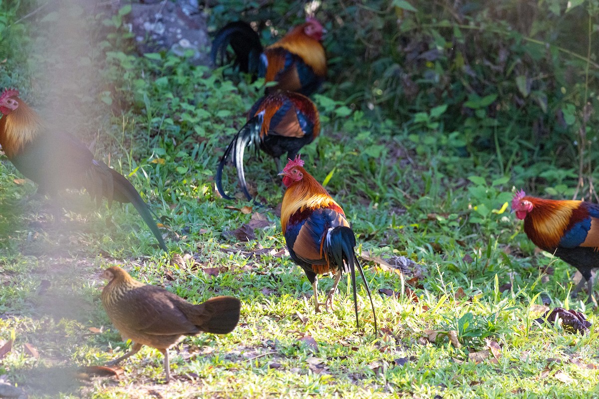 Red Junglefowl - ML646830186