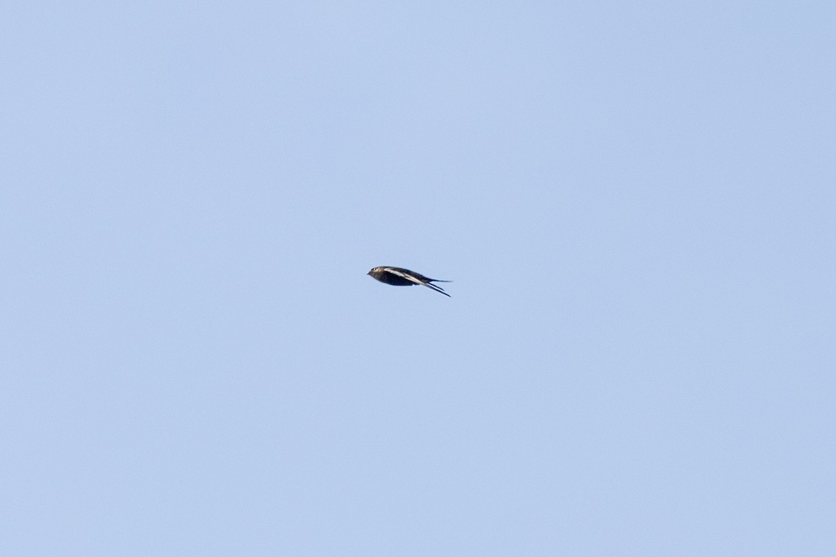 Himalayan Swiftlet - ML646830188