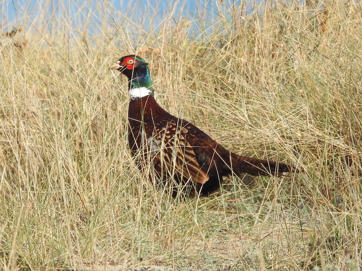 Ring-necked Pheasant - ML646830192