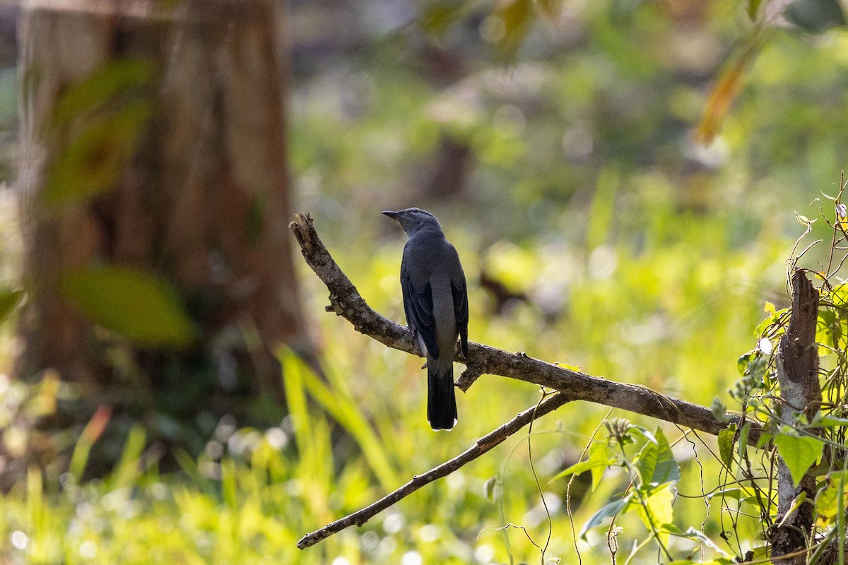 Black-winged Cuckooshrike - ML646830195