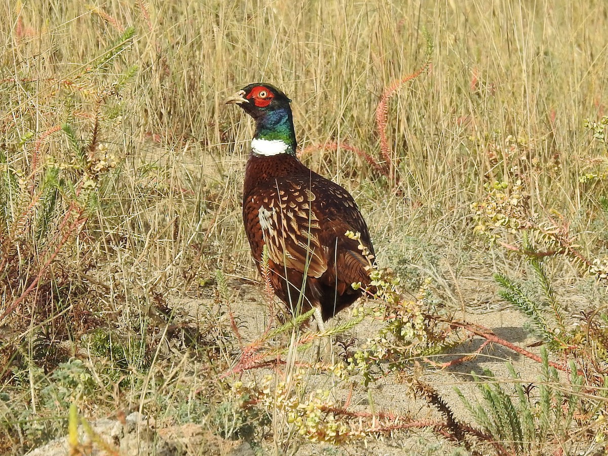 Ring-necked Pheasant - ML646830196