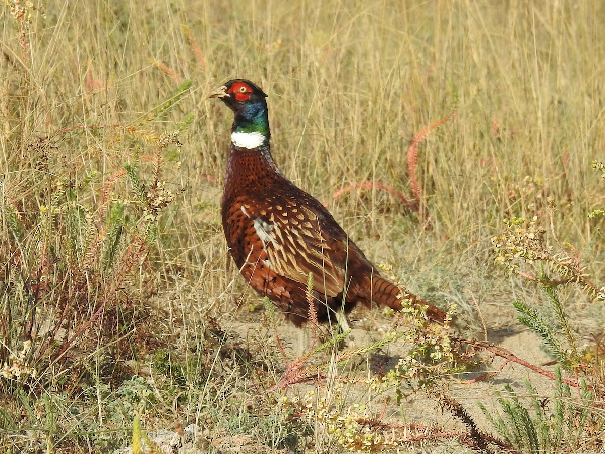 Ring-necked Pheasant - ML646830199