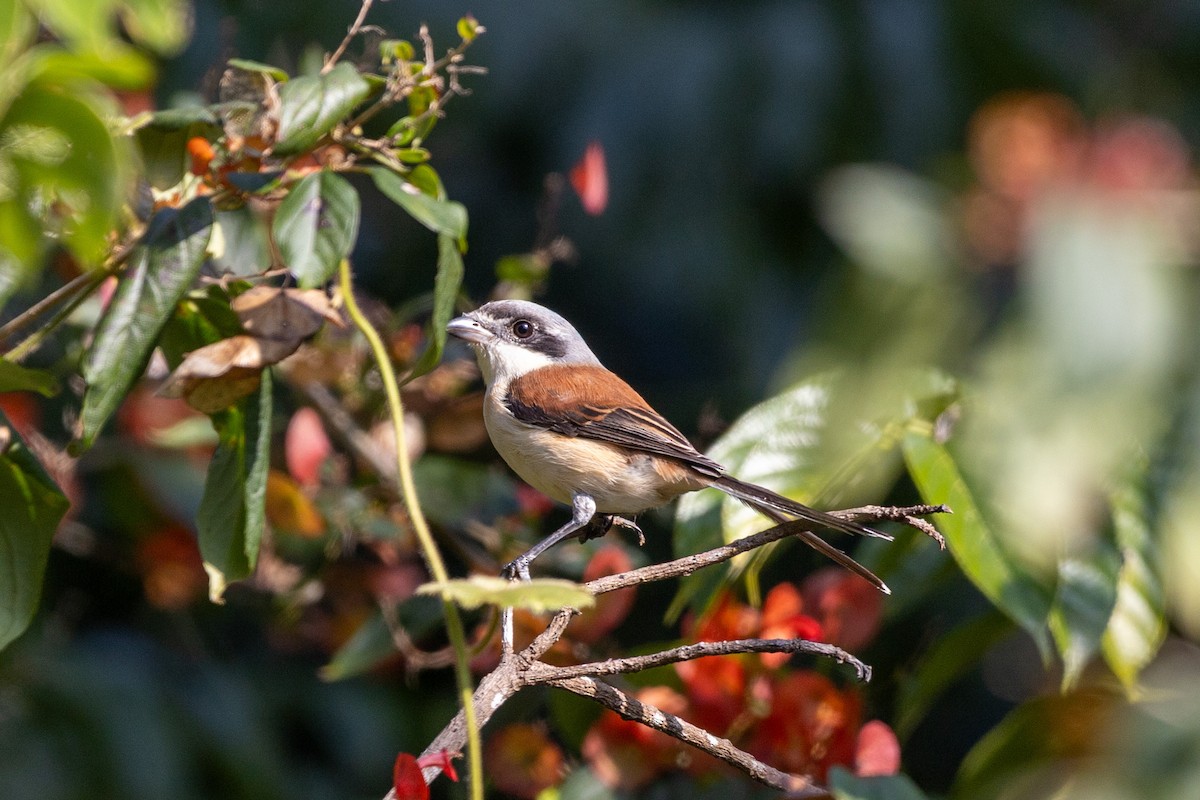 Burmese Shrike - ML646830200