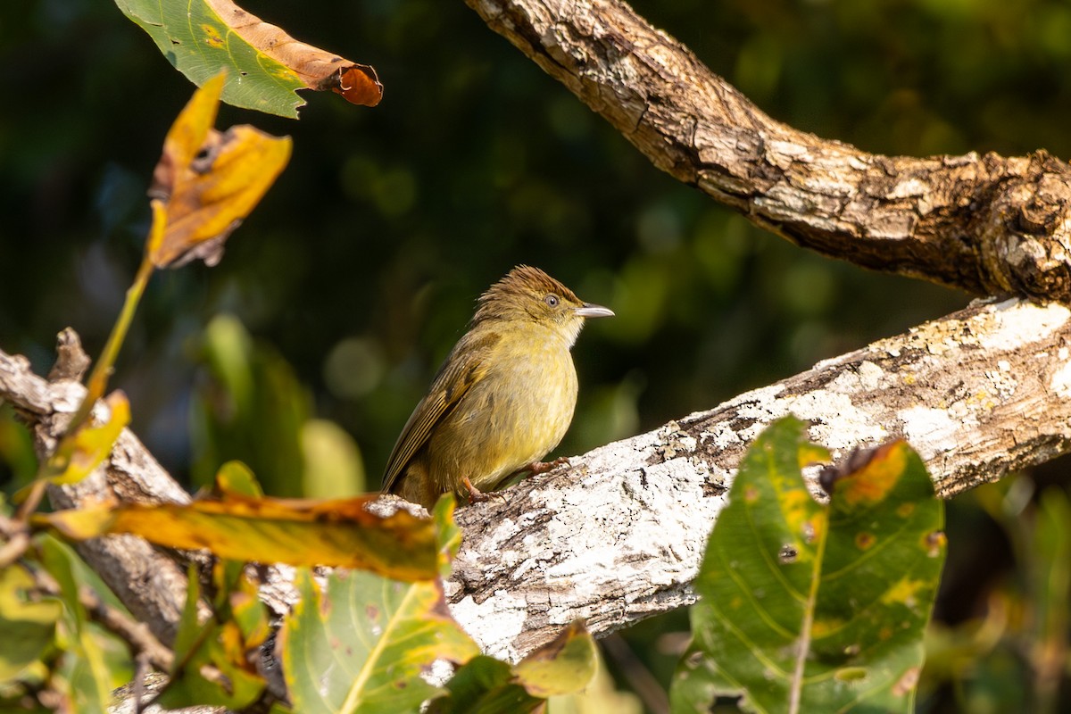 Gray-eyed Bulbul - ML646830202