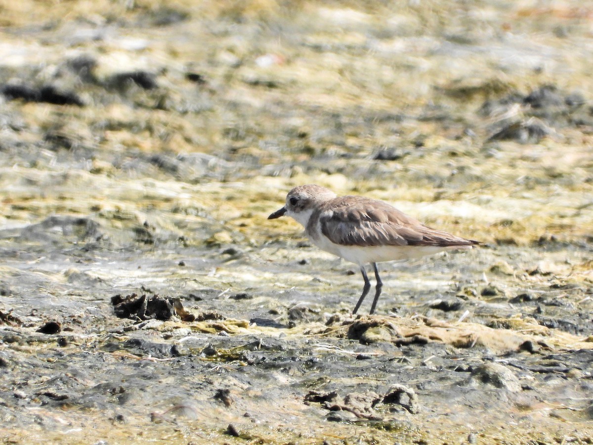 Tibetan Sand-Plover - ML646830203