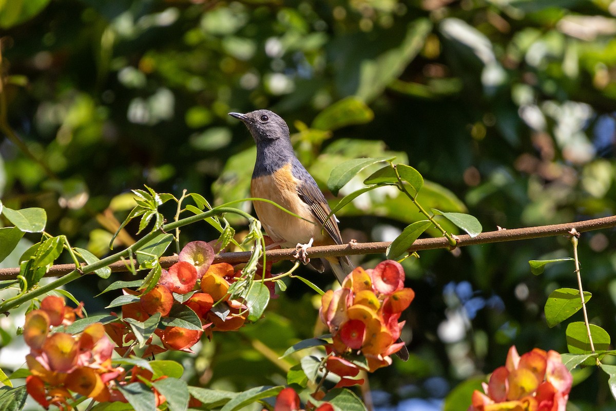 White-rumped Shama - ML646830204
