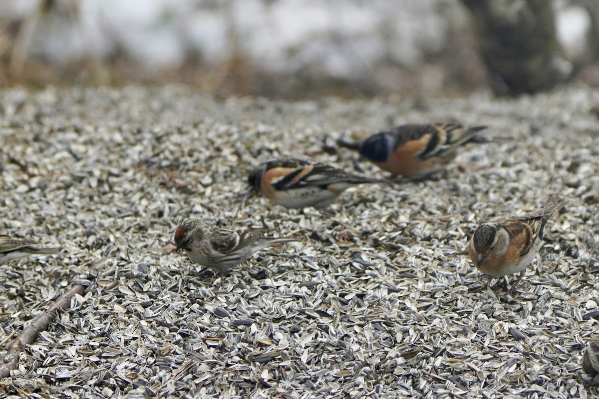 Redpoll (Common) - ML646830205