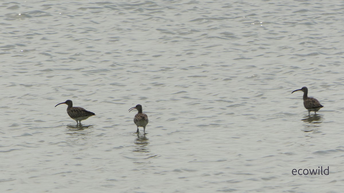 Kurlinta bekainduna - ML646830206