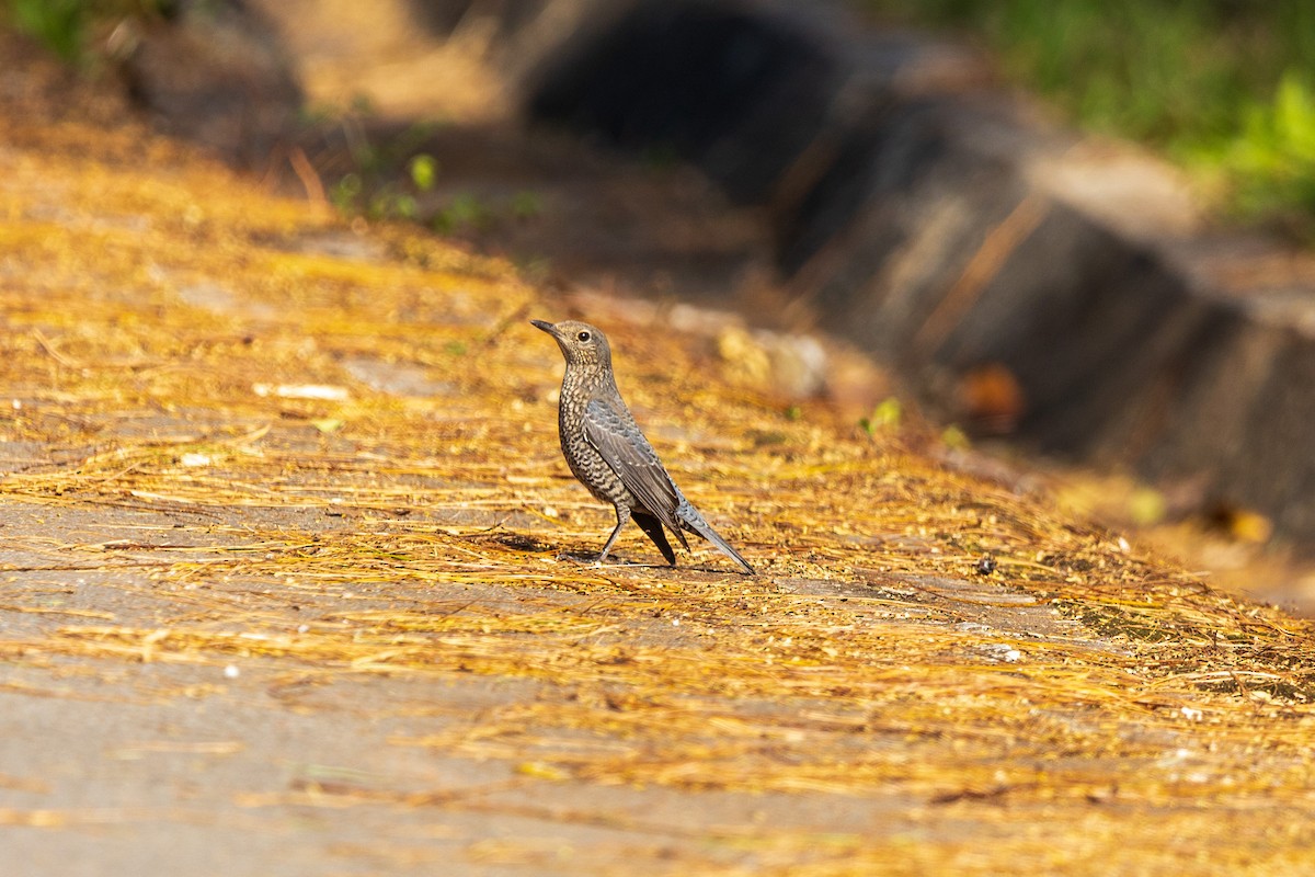 Blue Rock-Thrush - ML646830207