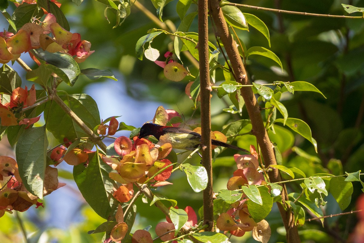 Black-throated Sunbird - ML646830208