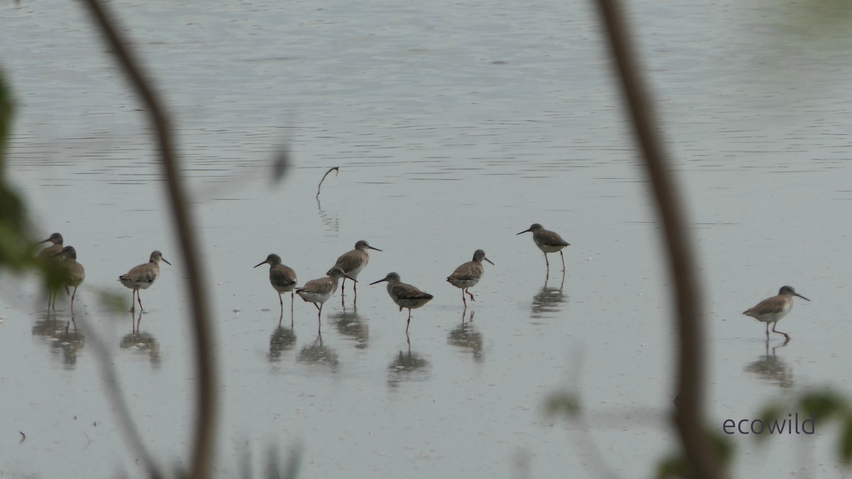 Bernagorri arrunta - ML646830209