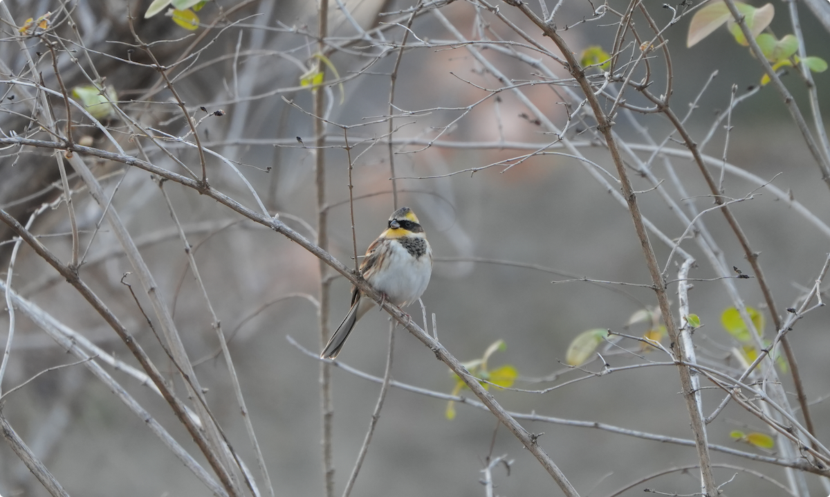 Тавт хөмрөг - ML646830211