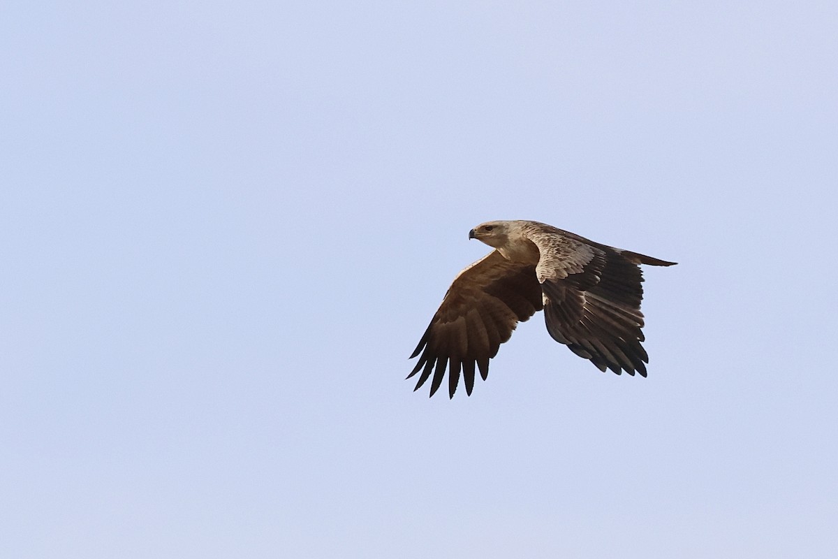 Tawny Eagle - ML646830213