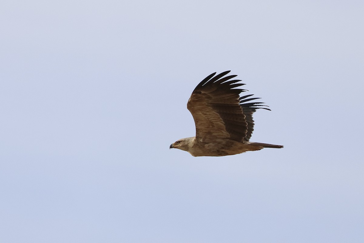 Tawny Eagle - ML646830214