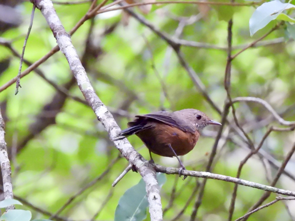 Séricorne des rochers - ML646830217