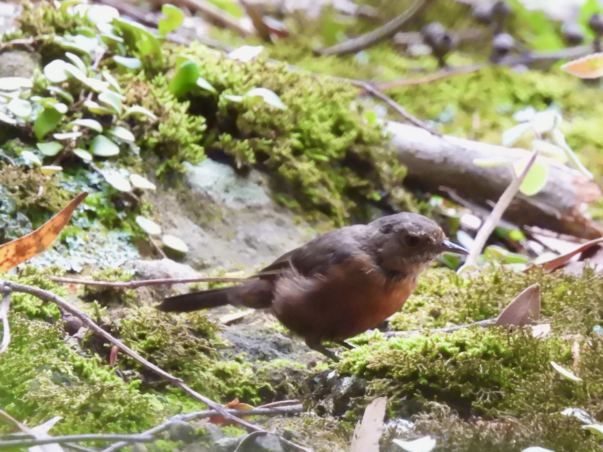Séricorne des rochers - ML646830218