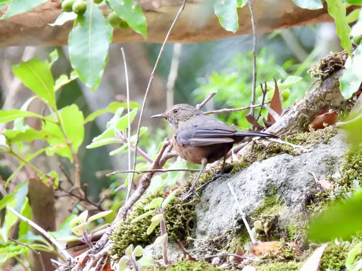 Séricorne des rochers - ML646830219