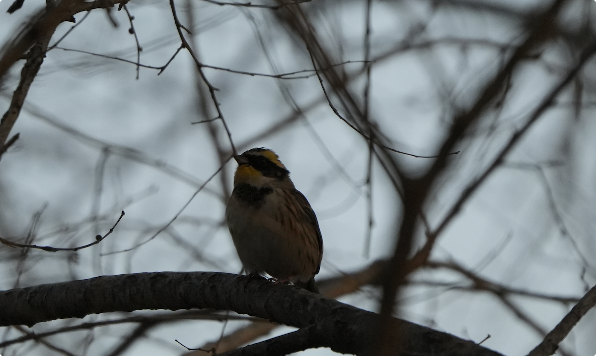 Тавт хөмрөг - ML646830220