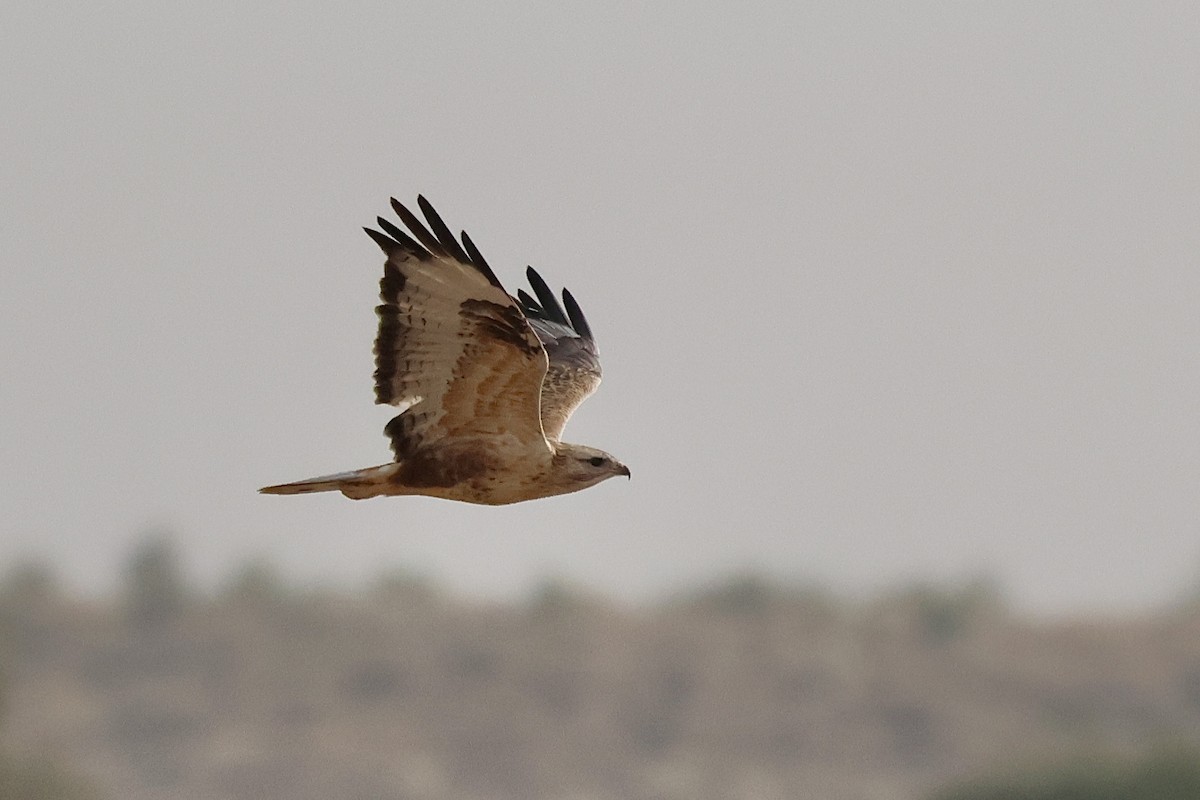 ørnvåk - ML646830221