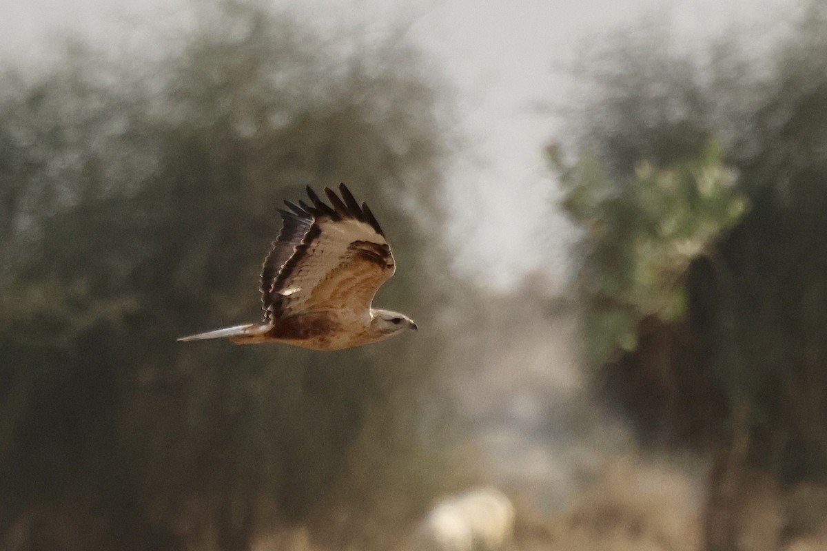 ørnvåk - ML646830222