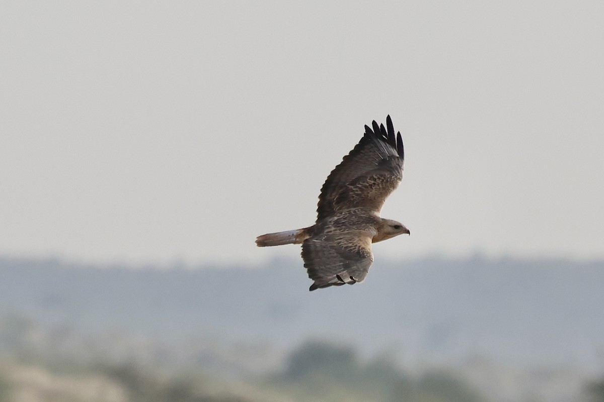 ørnvåk - ML646830223