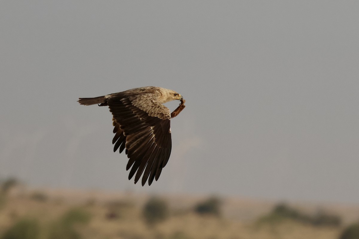 ørnvåk - ML646830224