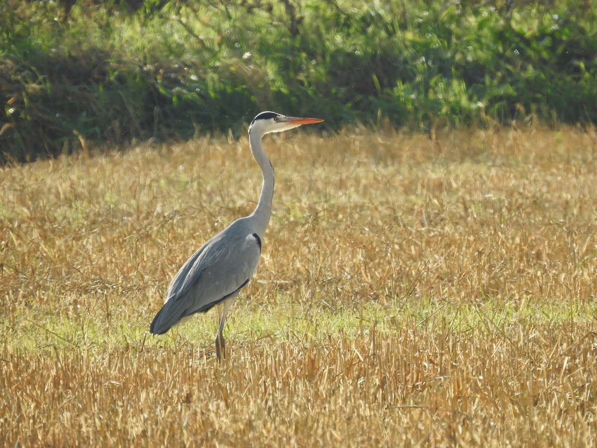 Gray Heron - ML646830229