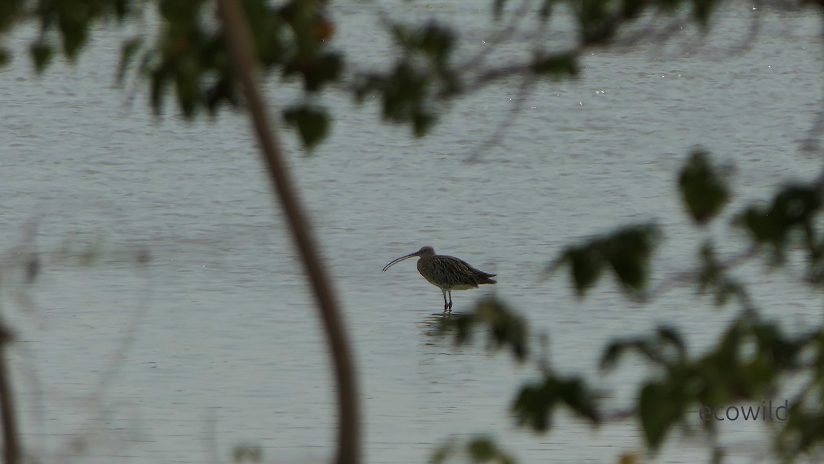 Kurlinta handia - ML646830232