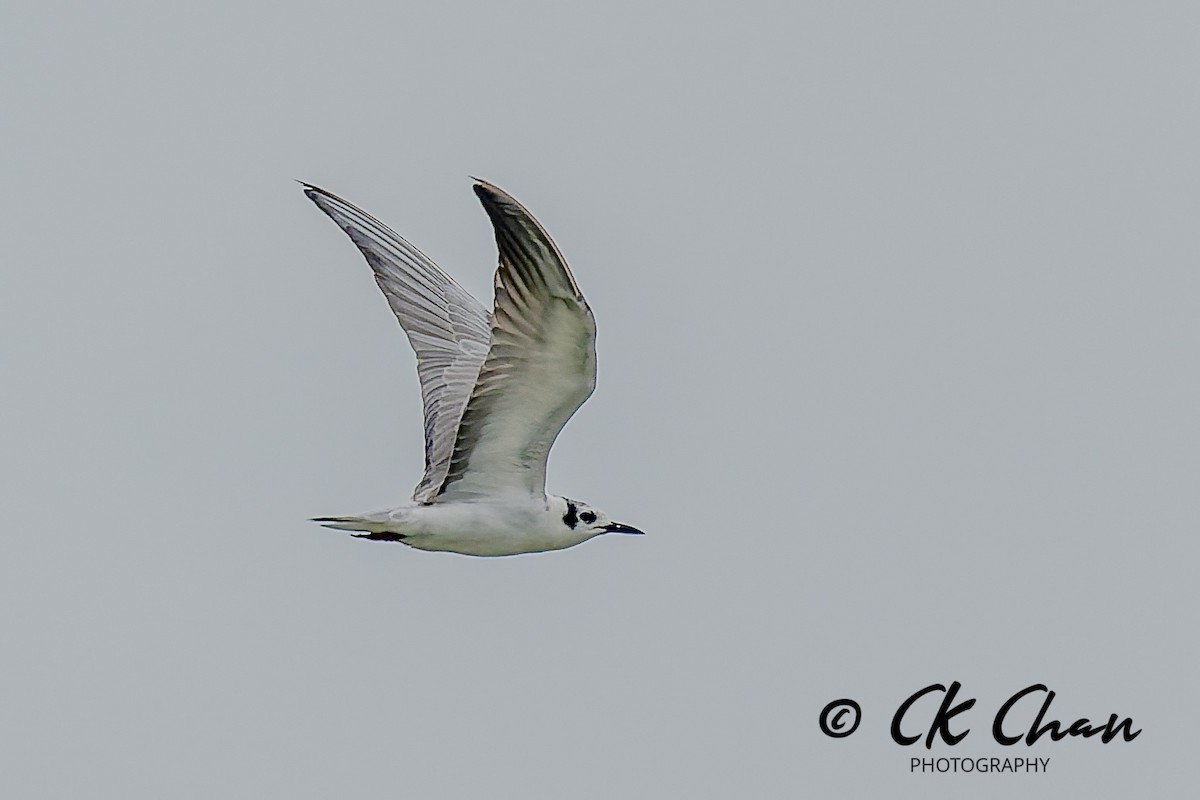 Ak Kanatlı Sumru - ML646830235