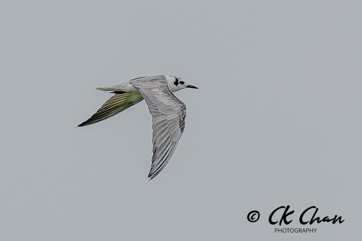 Ak Kanatlı Sumru - ML646830236