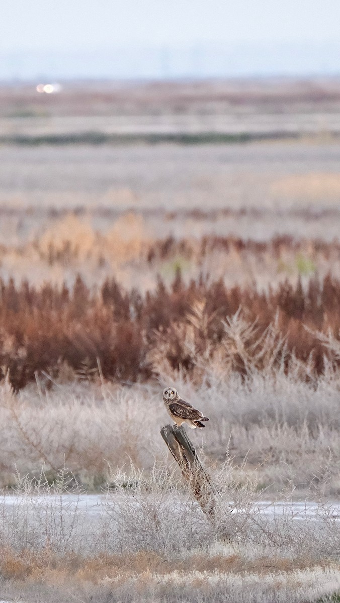 Gufo di palude - ML646830240