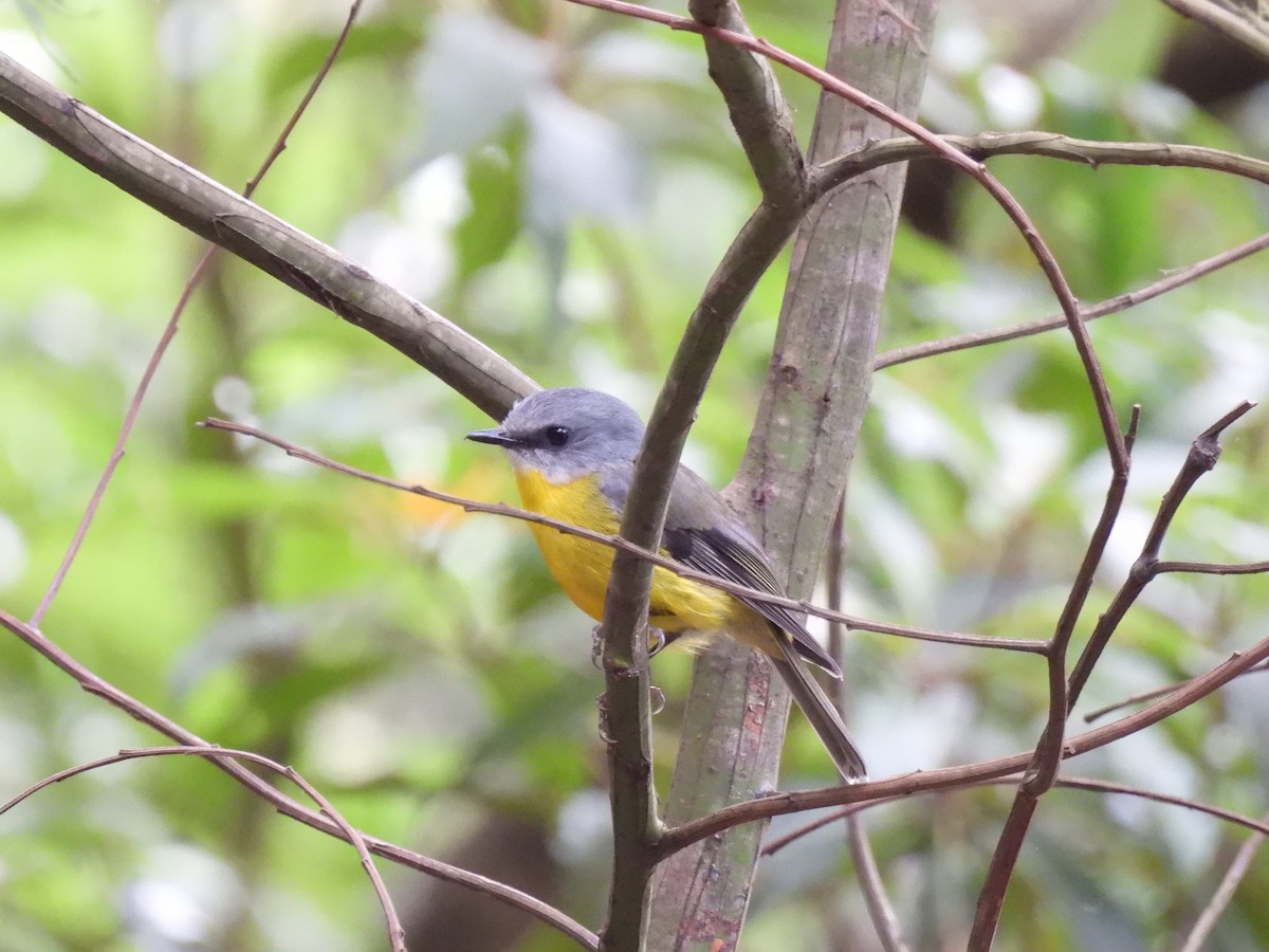 Doğulu Sarı Bülbül - ML646830241