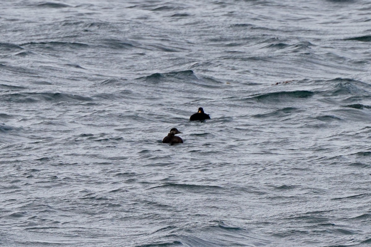 turpan černý - ML646830242