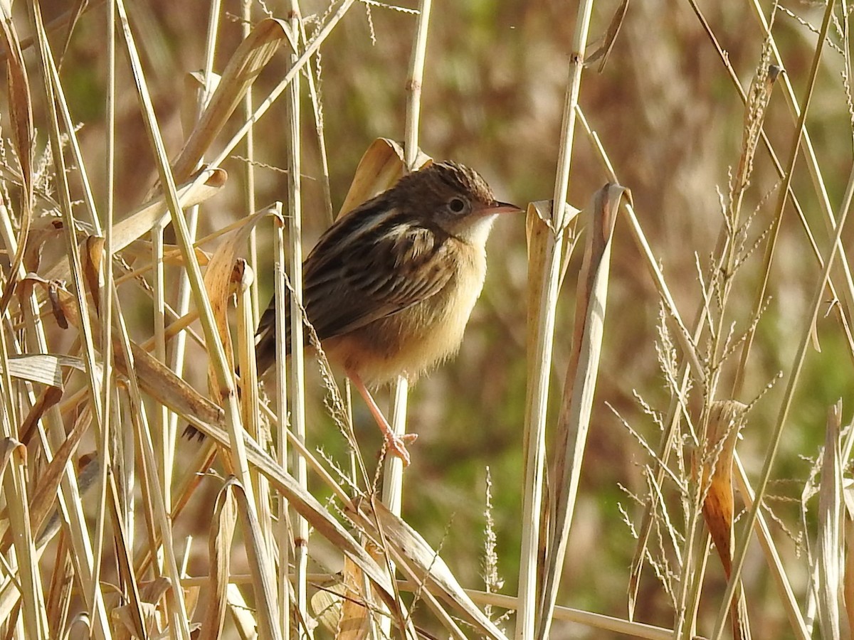 Zitting Cisticola - ML646830243