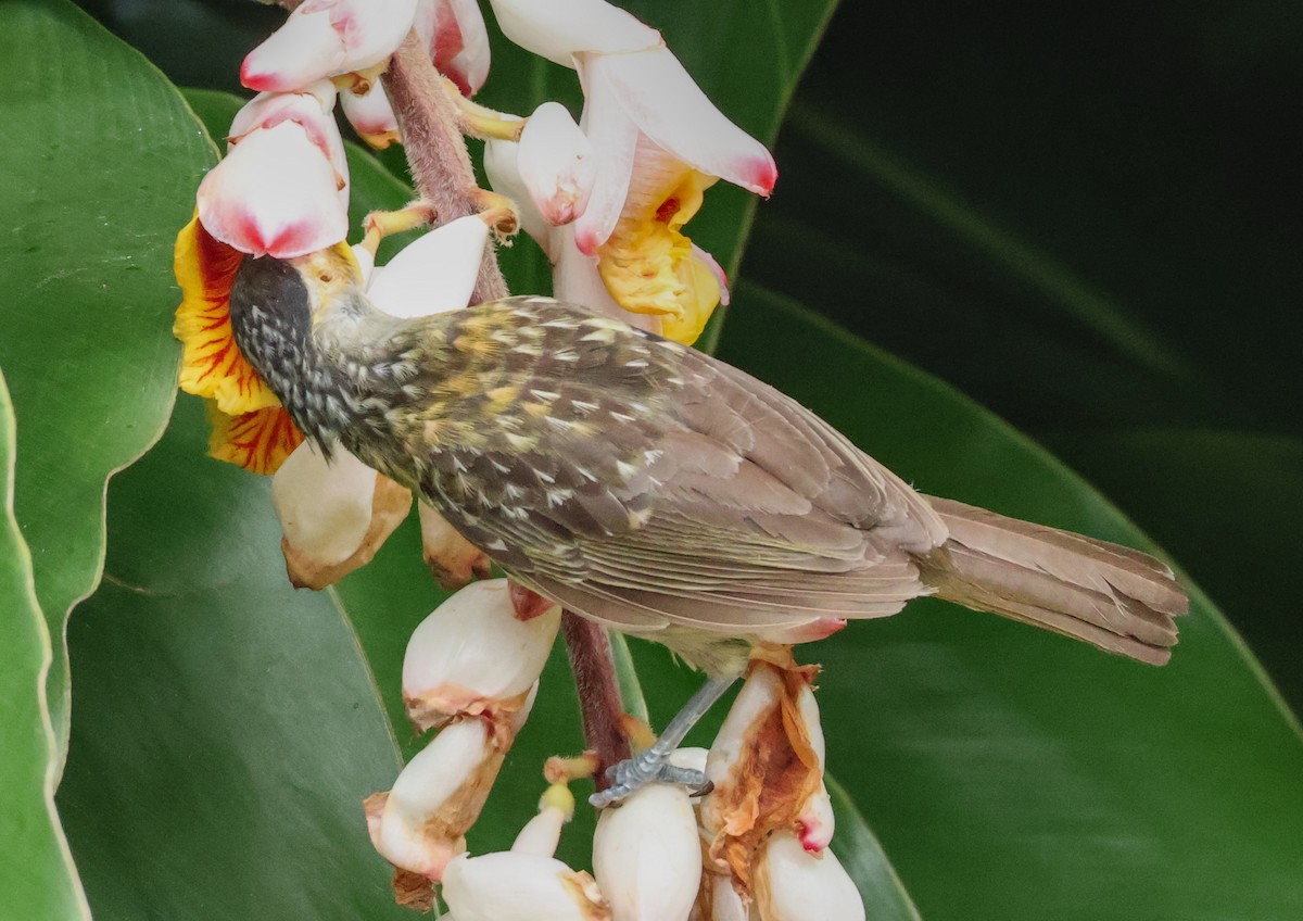 Mielero de Macleay - ML646830244