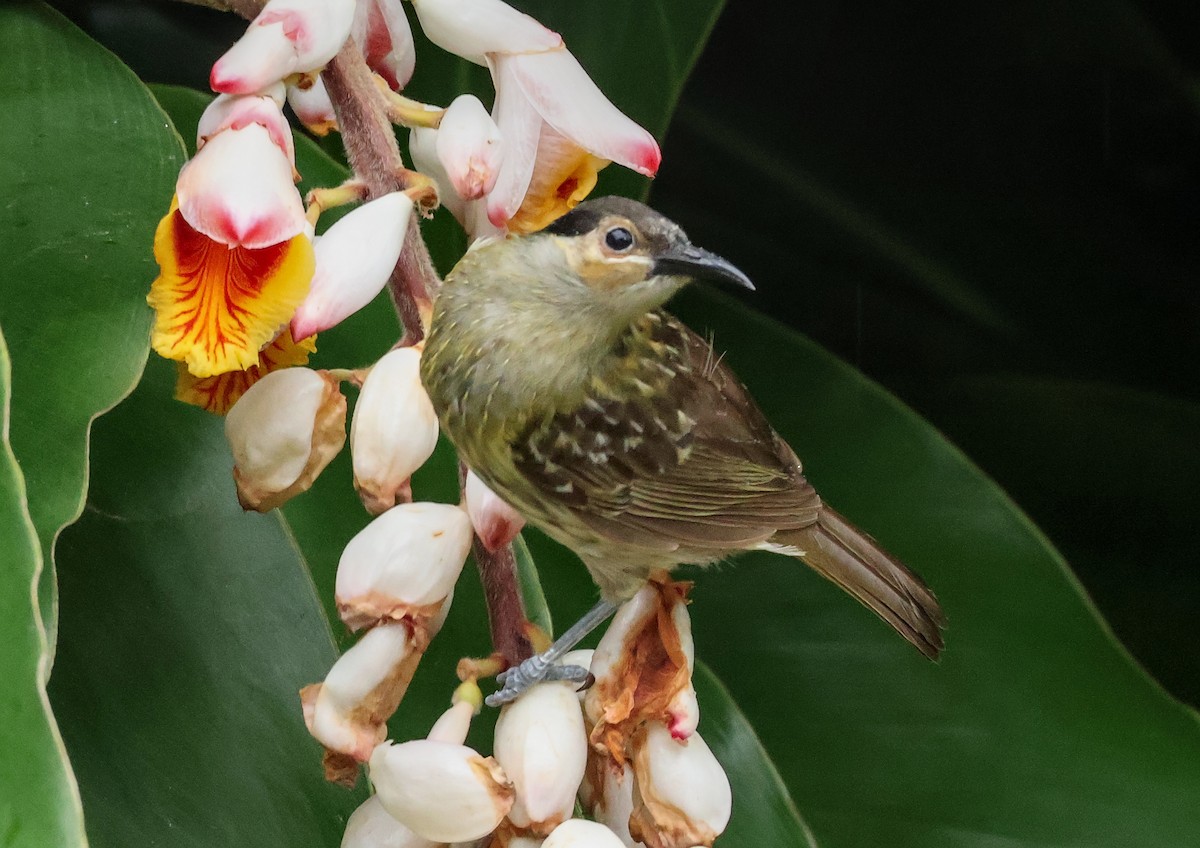 Mielero de Macleay - ML646830245